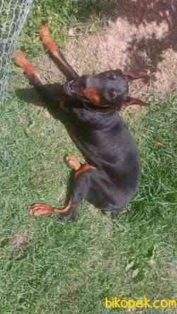 Saf Kan Kızıl Doberman 1