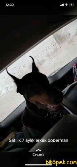 Saf Kan Kızıl Doberman 3