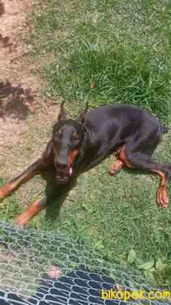 Saf Kan Kızıl Doberman 2
