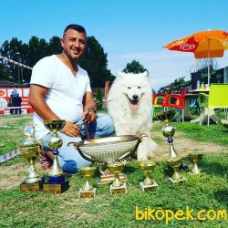 Saf-kan Orjinal Samoyed Yavrularımız