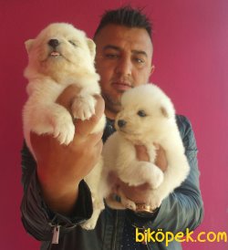 Saf-kan Orjinal Samoyed Yavrularımız 3
