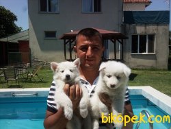 Saf-kan Orjinal Samoyed Yavrularımız 2