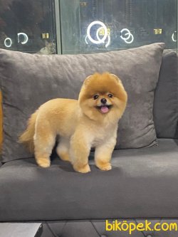 SAF KAN POMERANİAN BOO YAVRULARIMIZ 2