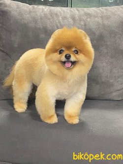 SAF KAN POMERANİAN BOO YAVRULARIMIZ 1