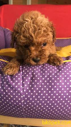 Saf Kan Redbrown Toy Poodle Yavrularımız 5