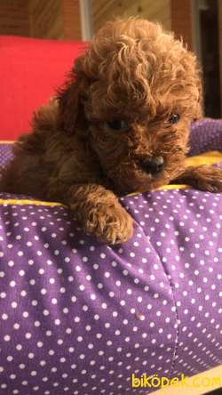 Saf Kan Redbrown Toy Poodle Yavrularımız 4