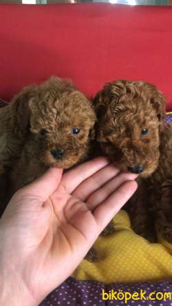 Saf Kan Redbrown Toy Poodle Yavrularımız 2
