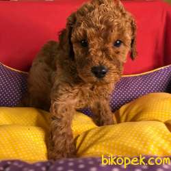 Saf Kan Redbrown Toy Poodle Yavrularımız 1