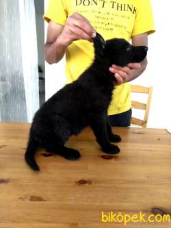 Saf Kan Solid Black Alman Kurdu 1