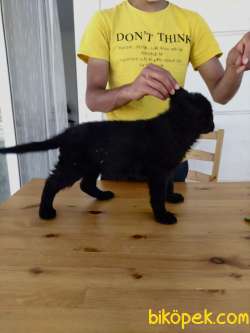 Saf Kan Solid Black Alman Kurdu 2