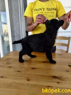 Saf Kan Solid Black Alman Kurdu 3