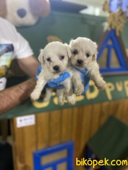 SAFKAN 0 NO MALTESE TERRIER YAVRULAR 1