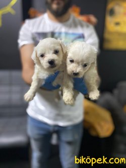 SAFKAN 0 NO MALTESE TERRIER YAVRULAR 2