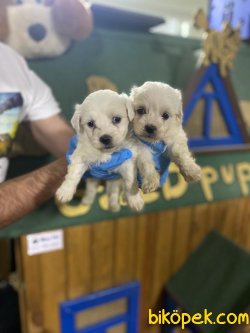 SAFKAN 0 NO MALTESE TERRIER YAVRULAR 3