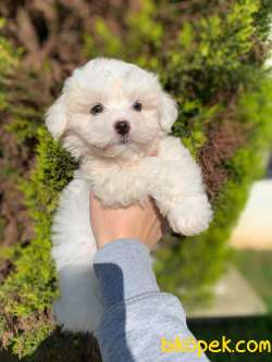 Safkan 0 Numara Bebek Yuzlu Maltese Terrier Oglumuz 4