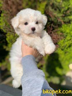 Safkan 0 Numara Bebek Yuzlu Maltese Terrier Oglumuz 3