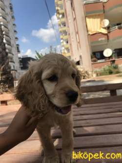 Safkan 2.5 Aylık Coccer 4