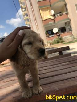 Safkan 2.5 Aylık Coccer 1