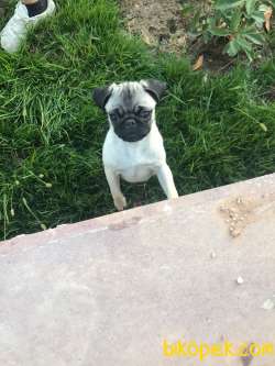 Safkan 4 Aylık Pug Dişi 3