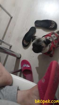 Safkan 4 Aylık Pug Dişi 1