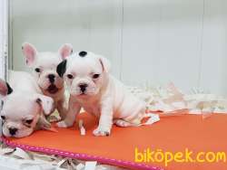 Safkan A Kalite  French Bulldog Yavruları 1