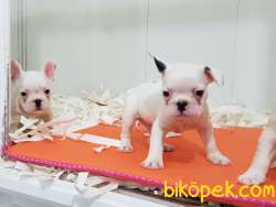 Safkan A Kalite  French Bulldog Yavruları 4