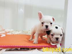 Safkan A Kalite  French Bulldog Yavruları 2
