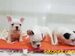 Safkan A Kalite  French Bulldog Yavruları 3