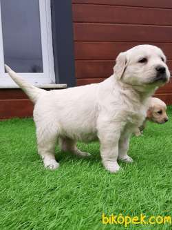 Safkan A Kalite GOLDEN RETRIEVER YAVRULARI 5