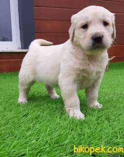 Safkan A Kalite GOLDEN RETRIEVER YAVRULARI 4