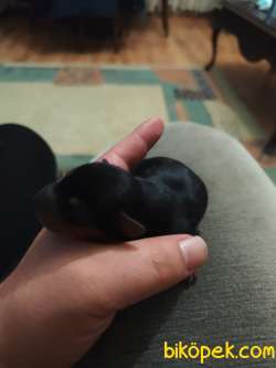 Safkan A Kalite Minyatur Pinscher Yavrusu 2