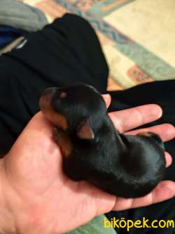 Safkan A Kalite Minyatur Pinscher Yavrusu 5
