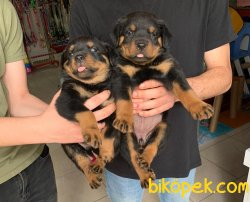 SAFKAN A KALİTE ROTTWEİLER DİŞİ/ERKEK YAVRULAR 4