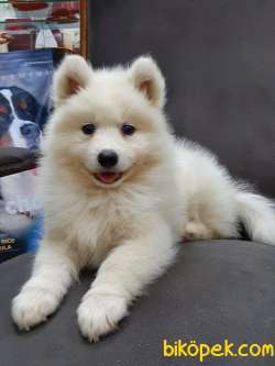 Safkan A Kalite Samoyed Yavrulari 3