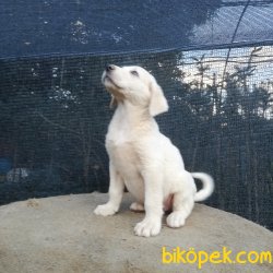 Safkan Akbaş Yavrular 4