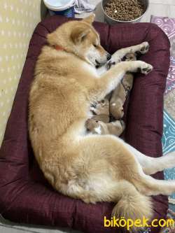 Safkan Akita Inu 3