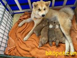 Safkan Akita Inu 1