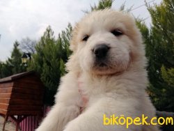 Safkan Alabay Yavrularımız 3