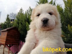 Safkan Alabay Yavrularımız 2