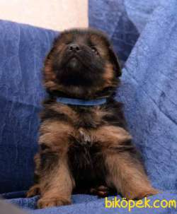 0 Safkan Üst Kalite Alman Çoban Köpeği 3