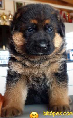 0 Safkan Üst Kalite Alman Çoban Köpeği 4