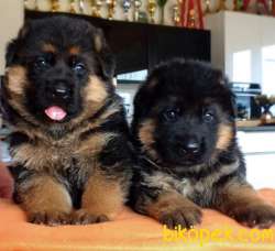 0 Safkan Üst Kalite Alman Çoban Köpeği