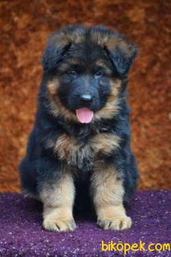 0 Safkan Üst Kalite Alman Çoban Köpeği 2