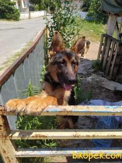 Safkan Alman Kurdu 8 Aylık Eğitimli 1