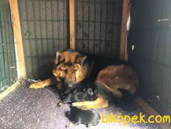 Safkan Alman Kurdu Yavruları 3