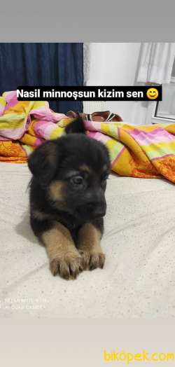 Safkan Alman Kurdu Yavruları Anne Emekli Polis Eski K9 4