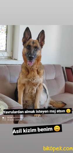 Safkan Alman Kurdu Yavruları Anne Emekli Polis Eski K9 5