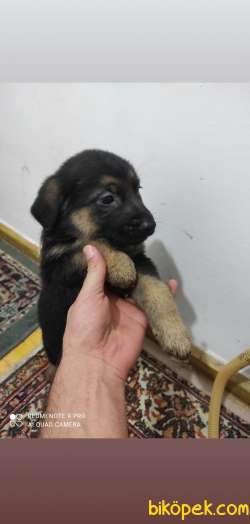 Safkan Alman Kurdu Yavruları Anne Emekli Polis Eski K9 1