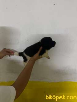 SAFKAN AMERİKAN AKİTA YAVRULAR 3