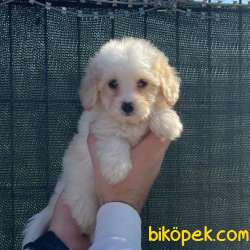 Safkan Anne Babadan Dişi Ve Erkek Maltipoo Yavrularım 2